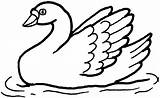 Swan Coloring Pages Clipart Swans Template Swimming Kids Print Color Animals Results Popular Clipartmag sketch template