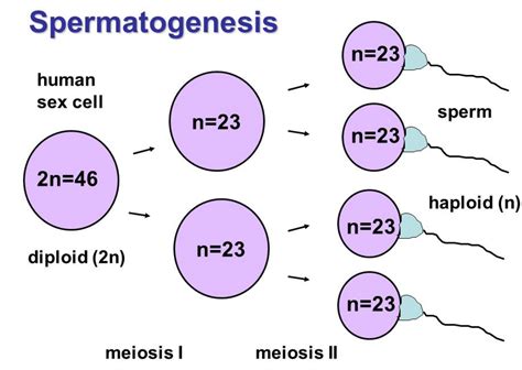 What Is The Point Of Meiosis Ii Considering Meiosis I Already Produced