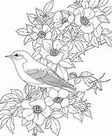 Coloring Pages Flower Bird Printable Adult State Eastern York Pretty Birds Flowers Colouring Adults Bluebird Rose Educational Printables Gif sketch template