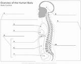 Cavities Worksheet Unlabeled Physiology Smartdraw Techniques sketch template