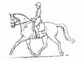 Paard Ruiter Dressage Heste Paarden Tegninger Rytter Dieren Kleurplaten Meisje Perspectiva sketch template