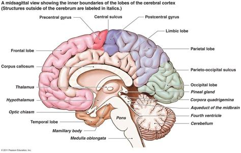 labeled diagram   human brain brain diagram google search nurse pinterest brain brain