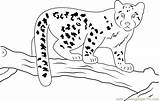 Leopard Baby Coloring Snow Pages Coloringpages101 Color Printable Leopards Kids Pdf sketch template