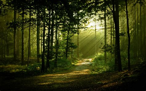 morning forest scenery hd wallpaper forest scenery wallpaper  home