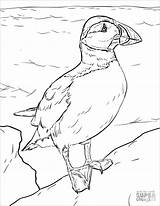 Coloring Puffin Puffins Coloringbay sketch template