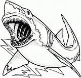Coloring Megalodon Getcolorings Pages sketch template