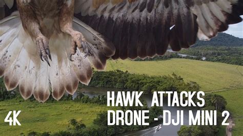 hawkeagle attacks drone dji mini  filmed   bird drone attack youtube