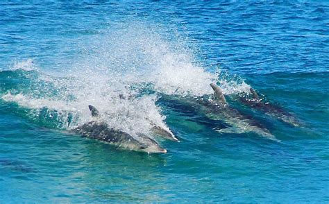surfing  dolphins  morgan bay south africa sapeople