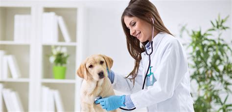 locum vets  benefits  vet service