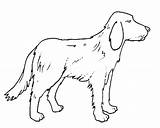 Colorare Cani Disegnare Domestici Cachorros Mamiferos Mamíferos Animais Disegno Scuolissima Cuccioli Cachorro Setter Qdb sketch template
