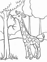 Giraf Eet Girafe Jirafa Coloriage Feuilles Arbre Leukekleurplaten Manger Jirafas Coloringpage Eenvoudige Hoofd 123rf Animaux Mayka Enregistrée Vendu sketch template