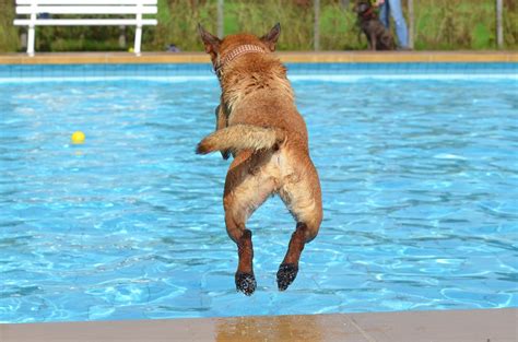 Sind Pools Für Hunde Eine Gefahr Was Gilt Es Für Hundebesitzer Zu