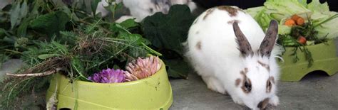poisonous plants rabbit welfare association and fund rwaf