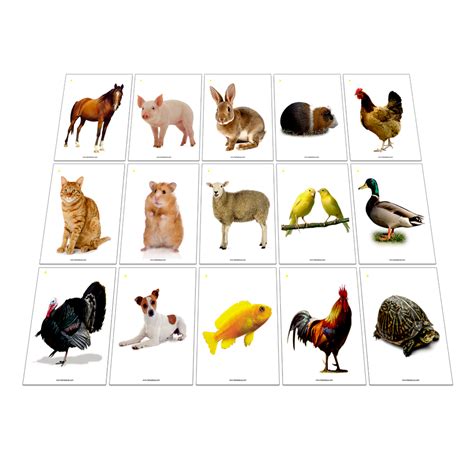 tarjetas de animales domesticos tiendita aula editores material
