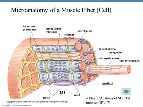 correctly label   parts   skeletal muscle fiber heat