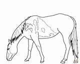 Coloring Pages Mustang Horse Wild Horses Para Drawing Grazing Bucking Colorear Outline Pastando Printable Caballos Color Running Dibujos Sketch sketch template
