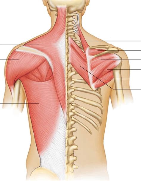 shoulder muscles diagram   essential role   psoas muscle   anterior