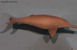 Image result for "platanista Minor". Size: 154 x 100. Source: www.scientificlib.com