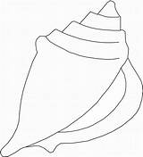 Shells Seashell Seashells Muschel Conch Zum Stained Colouring Zeichnen Twisty Muscheln Ausmalen Southwestdanceacademy sketch template