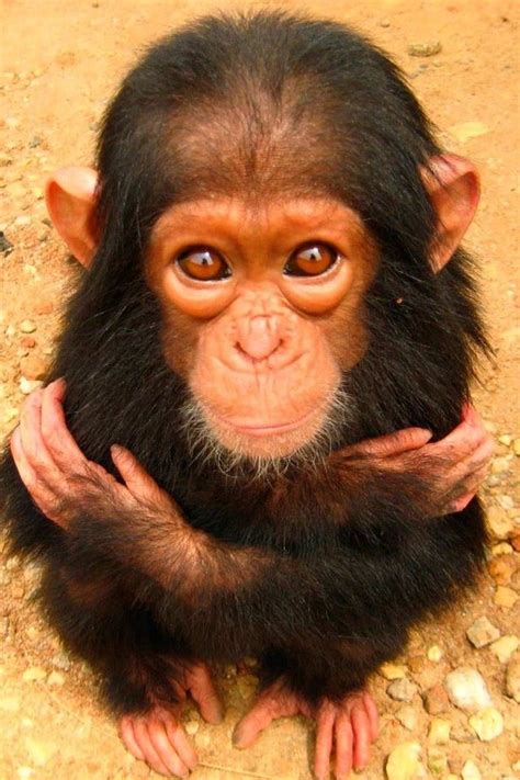 pin  baby chimpanzee