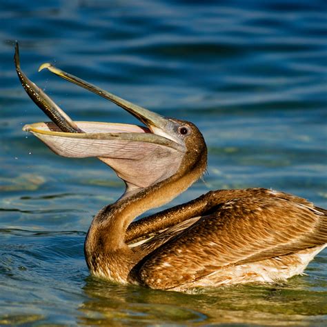 brown pelican pelecanus occidentalis  animals