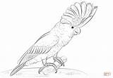 Cockatoo Coloring Pages Major Cockatoos Printable Mitchell Template Drawing Drawings Sketch Popular Templates sketch template