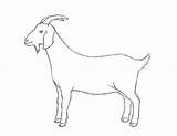Goat Draw Drawing Goats Drawings Animal Easy Animals Step Sketches Side Body Cartoon Face Coloring Basic Sketch Board Pencil Kids sketch template