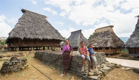 kampung adat wologai ende membangun rumah didahului ritual pukul  malam