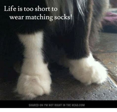 25 best memes about modesty sock modesty sock memes