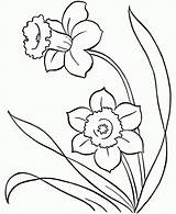 Snowdrop Drawing Flower Drawings Line Getdrawings sketch template