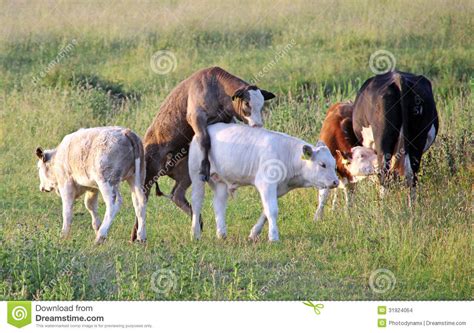 cow stock images image 31924064