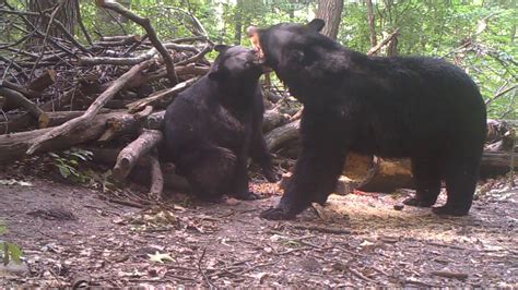 black bears mating ritual youtube