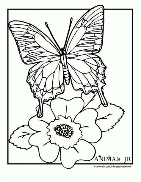 coloring pages flowers  butterflies gif butterfly coloring page