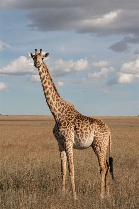 giraffe pictures hd   images  unsplash
