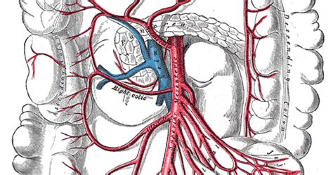 human anatomy 1 superior mesenteric artery common lliac artery