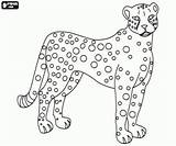 Felinos Gepard Colorir Cheetah Malvorlage Pintada Onça Ausmalbilder Feline Felines Guepard Malvorlagen Tigre Afrikaanse Katachtige Cheeta Drucken sketch template