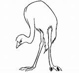 Coloring Ostrich Coloringcrew sketch template