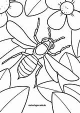 Hornisse Malvorlage Insekten sketch template