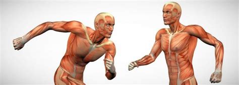 Músculos Del Cuerpo Humano ¿cuántos Tiene