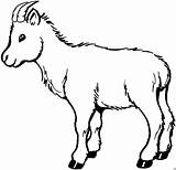 Ziege Tiere Malvorlagen Goat sketch template