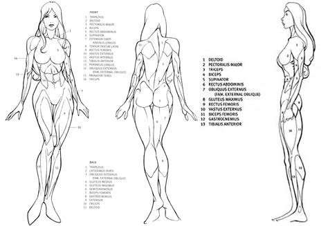 Drawing Female Body Proportions Anime Body Proportions Drawing Manga