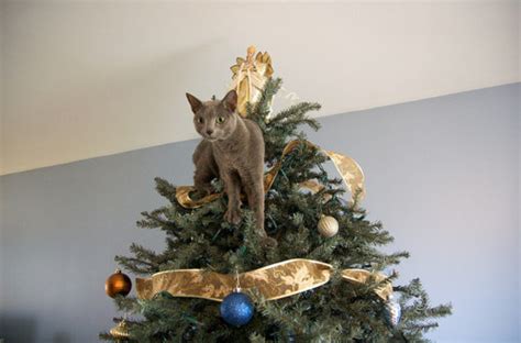 Cat Safe Christmas Tree New Braunfels Feed And Supply
