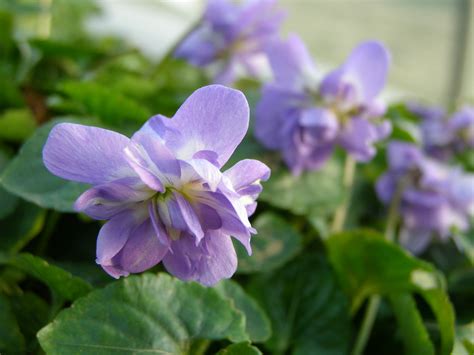 limagerie moleculaire au coeur des violettes de toulouse jardins de france