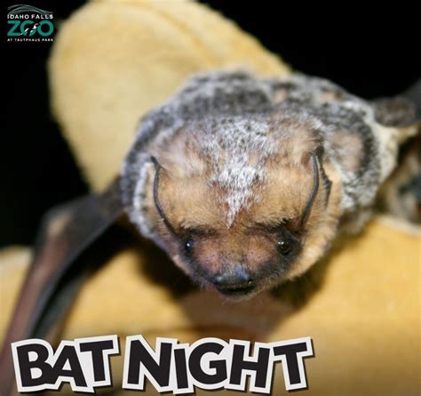 bat night   zoo idaho falls id