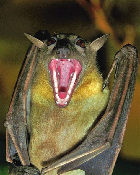 scary bat flickr photo sharing