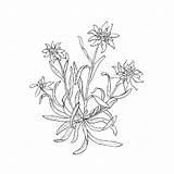 Edelweiss Tattoo Drawing Flower Search Google Tattoos Flores Getdrawings Drawings Para Dibujar Paintingvalley Seleccionar Tablero sketch template