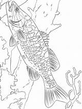 Coloring Pages Bass Fish Printable Basses Color sketch template