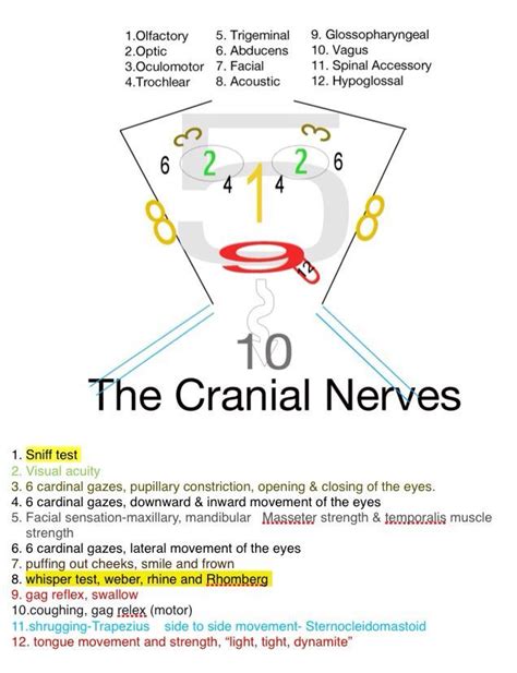 cranial nerves mnemonic inervations google search school