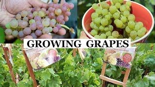 long     grape tree  grow