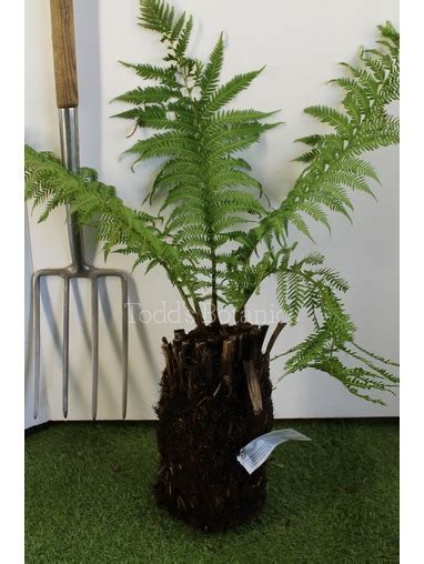 buy dicksonia tree ferns uk delivery